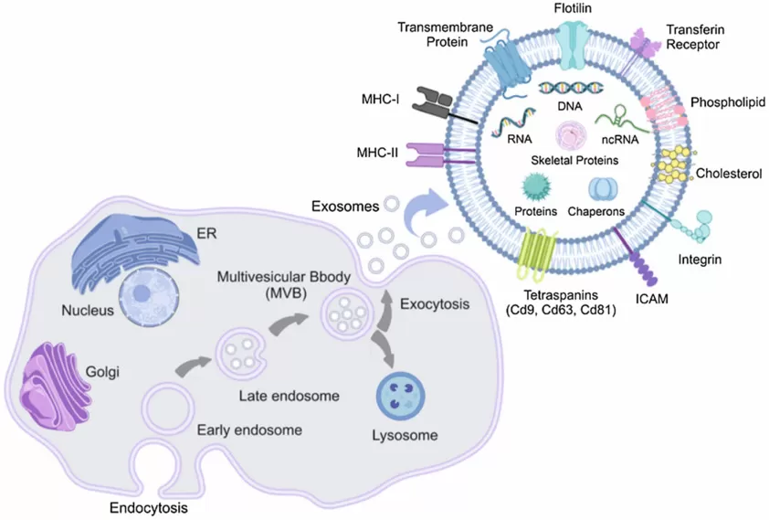 Exosome biogenesis and its contents (Sadeghi, S. et al., 2023)